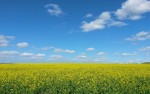 поле поле