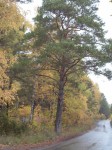 Дорога в ... (Новокшонова Елена) Дорога в ... (Новокшонова Елена)