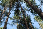 Могучих сосен статный ряд, шеренги стройные стоят. Макушки смотрят в небеса, природы дивная краса. (Людмила Лебедева) Могучих сосен статный ряд, шеренги стройные стоят. Макушки смотрят в небеса, природы дивная краса. (Людмила Лебедева)