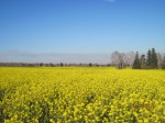 Природа Сибирская (Смахтина Татьяна) Природа Сибирская (Смахтина Татьяна)