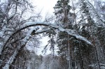 Снежно в роще (Ягупова Наталья) Снежно в роще (Ягупова Наталья)