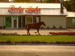 Заблудились кони в городе. Забрели на газоны нечаянно. Не близко от пастбищ вроде бы, кони в городе это случайность (Людмила Лебедева) Заблудились кони в городе. Забрели на газоны нечаянно. Не близко от пастбищ вроде бы, кони в городе это случайность (Людмила Лебедева)