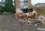 Коровы на мусорке