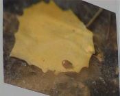 �������� �� �������� ����� ����������� ��������� �������������