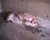 � �������� ������� ����� ����� ����������� �����