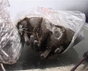 � ����������� ������ ���������� �������� ���� ��������