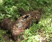 � ����������� ������ ���������� �������� ���� ��������