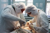 Назаровского хирурга уличили в мощенничестве