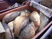 ���������: \"��������� ����� �������� ������\"