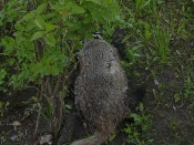 ������ ���������� �������� ������� ����� � ���������