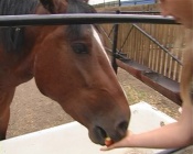 ������� ������������ � ������ �������� ��� ������� ��������