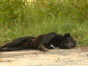 ��������� ����� �������� �� �������� ��������