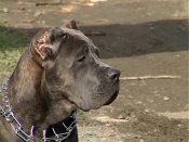 ����������� ��� ������������������ �����������