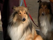 ����������� ��� ������������������ �����������