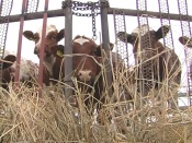 ��������� ��� ��������������� ���������� ������� ������