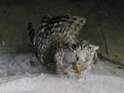 � ������ �������� ������� ������� ���