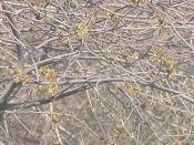 �� ����� 30 ��� ����� ����� ������� ������