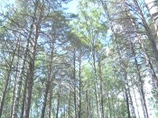 �� ������������� ������ �������� - ����� �����