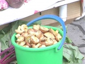 На назаровских прилавках появились грибы