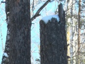 � ��������� ���� ���-�� ����� �����