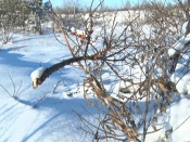 ��������� ��-�� ����� ������ ����� ��������