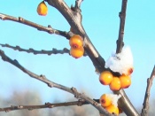 ��������� ��-�� ����� ������ ����� ��������