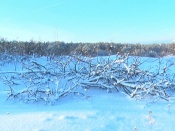 ��������� ��-�� ����� ������ ����� ��������