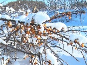 ��������� ��-�� ����� ������ ����� ��������