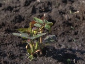 � ���������� ����� ��������� ���� ������� ������