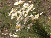 ���- ������� ������ �������� ����� �����