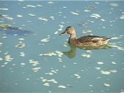 ����������� �������� ������� ������ ��������