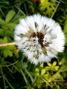 ����������� ���, ����� ������