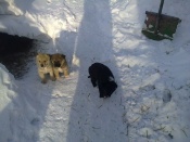 2 ����������