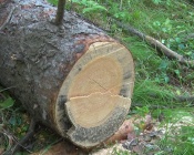 � ������ ������� ��� ����������� ��������� �������� �����