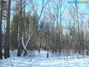 Проект благоустройства березовой рощи прошел во второй тур конкурса