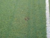 ��������� ��������� ���������� ���� � ������� ����������