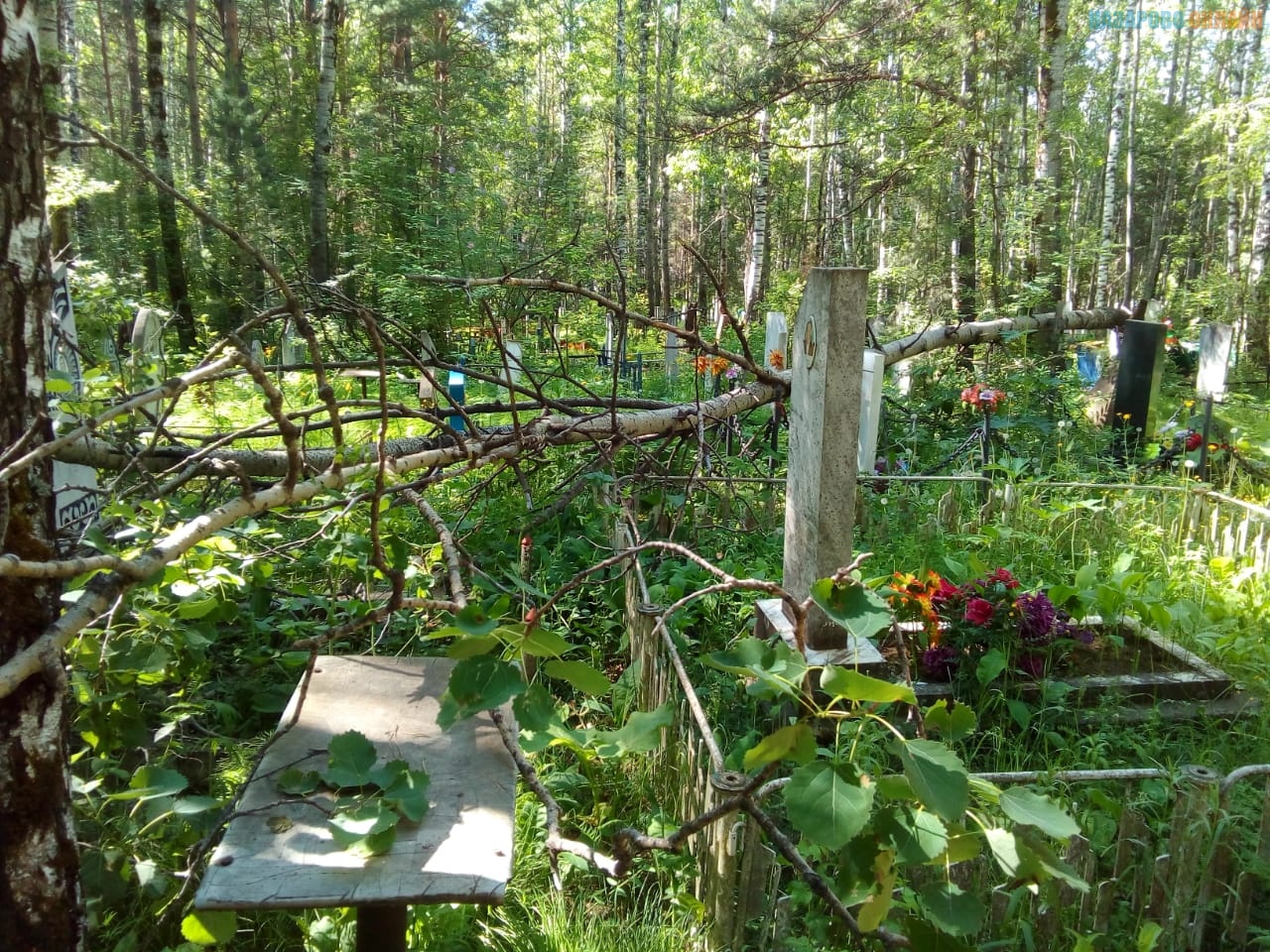деревья на кладбище фото