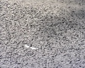 �������������� �� ����������� �������� ����� ������ ��������