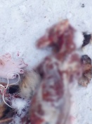 � ������ �������� ����������� ���������� ������ ����� � ������� �����