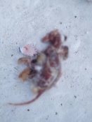 � ������ �������� ����������� ���������� ������ ����� � ������� �����