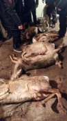 В Назаровском районе браконьеры убили краснокнижных косуль