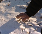 � ����������� ������ �������� ������� ������, �������� �� ���� (����)