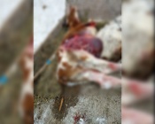 � ����������� ������ �������� ������� ������, �������� �� ���� (����)