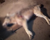 � ����������� ������ �������� ������� ������, �������� �� ���� (����)