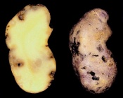 ���������� ������������ ��������