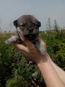 ���� ���