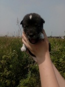 ���� ���