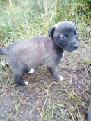 ���� ���