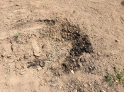 ������� ��� ���� ����� ������� �������� �� ��������, ������ �������� �������