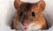 В поселке Назаровского района впервые увидели нашествие мышей-полёвок